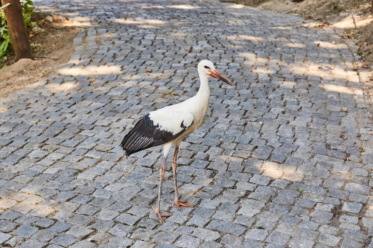 Quinta Do Lordelo Turismo Rural 佩纳菲耶尔 外观 照片